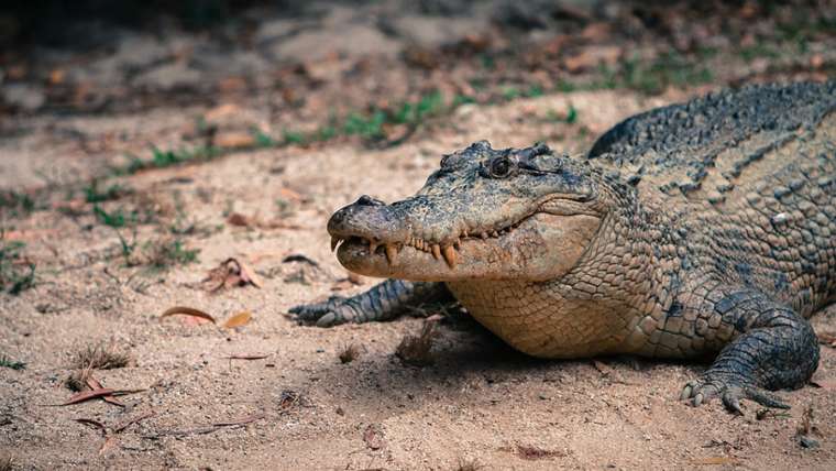 crocodile
