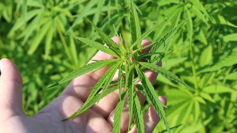 cbd santé