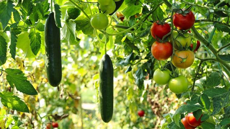 Quelles plantes cultiver dans un petit jardin potager