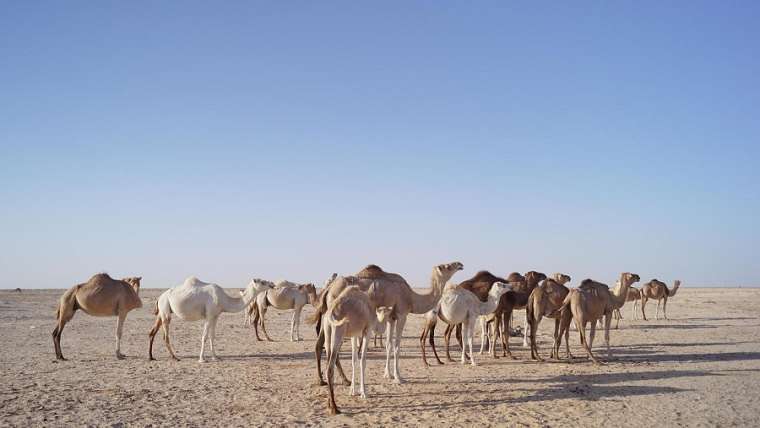 Les conseils à suivre pour préparer au mieux son voyage en Mauritanie